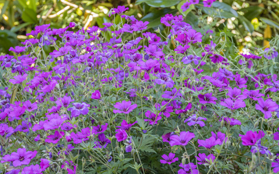 Arrosage automatique à Tétange