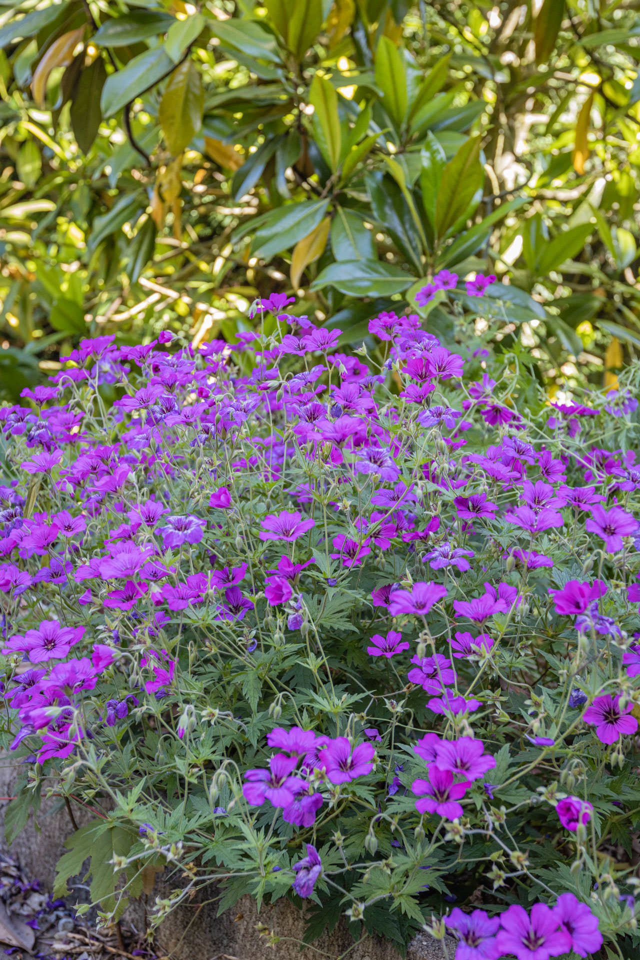 Arrosage automatique à Tétange